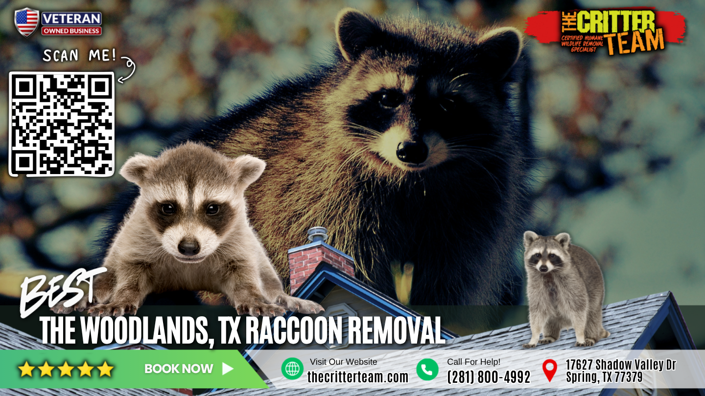 best raccoon removal in The Woodlands