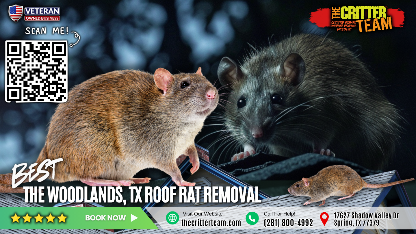 best roof rat removal in The Woodlands
