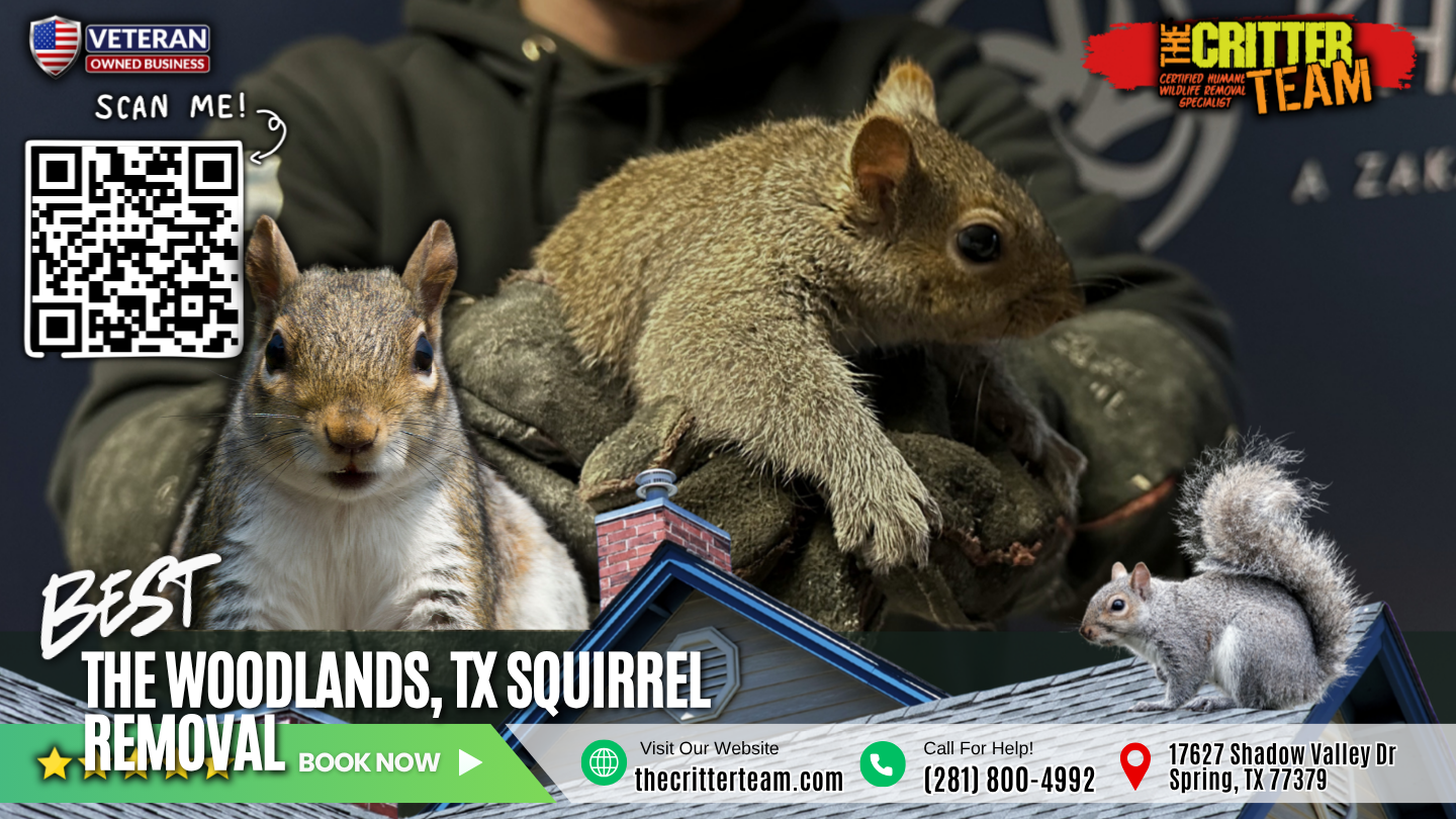 best squirrel removal in The Woodlands