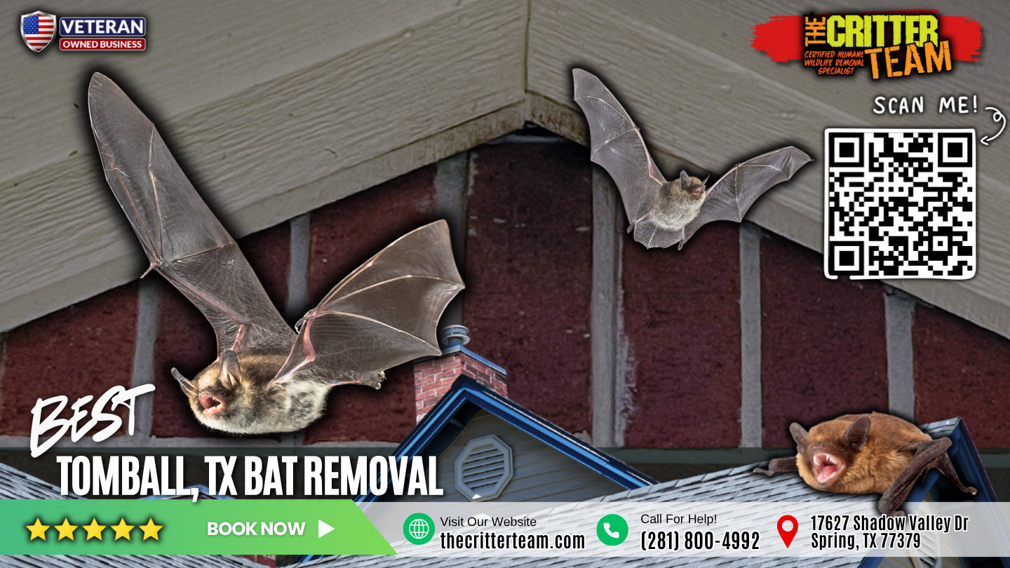 best bat removal in Tomball