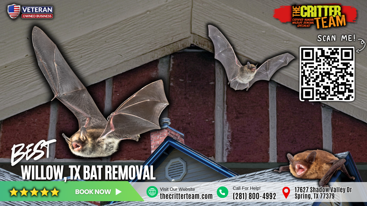 best bat removal in Willow