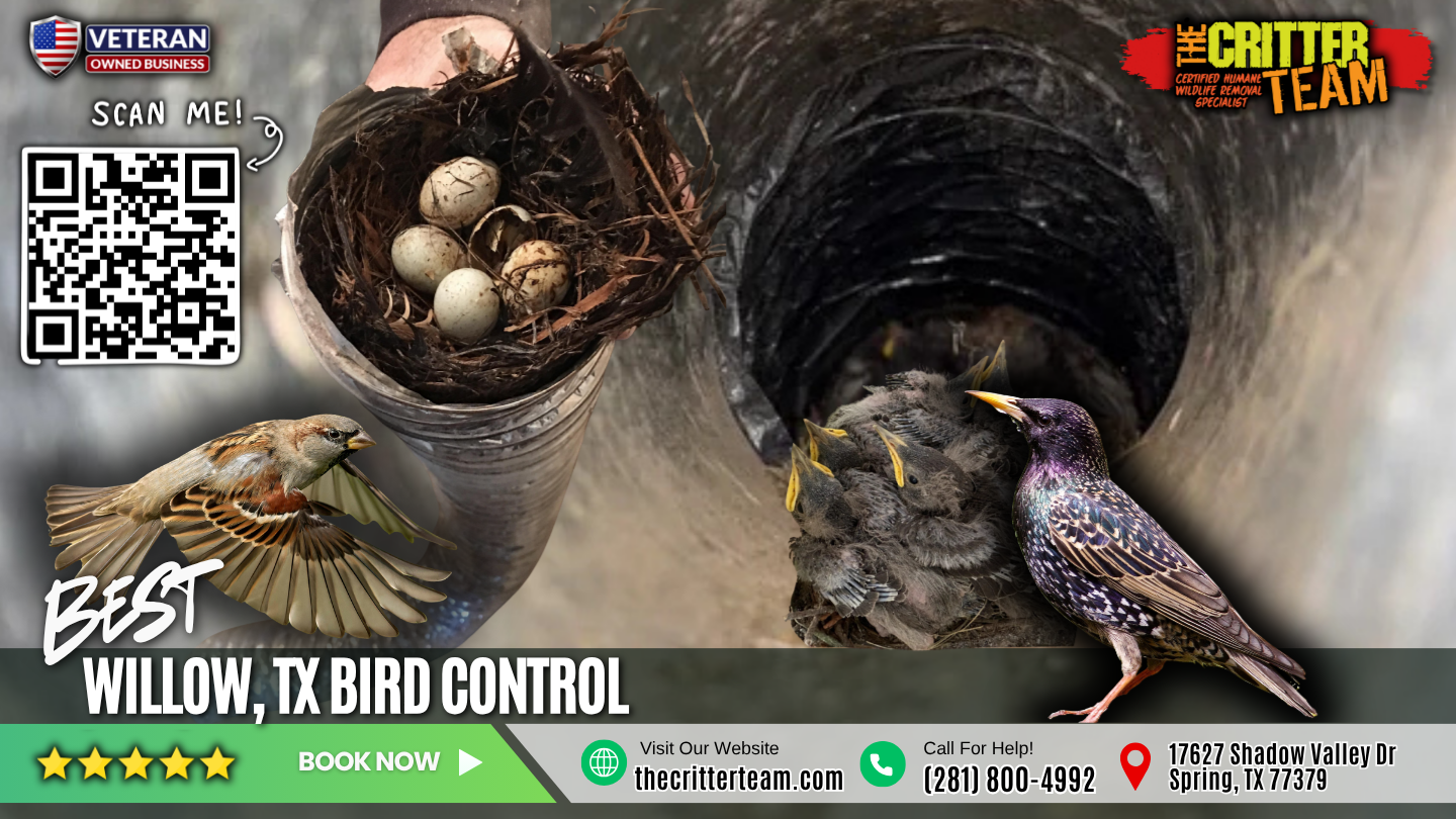 best bird control in Willow