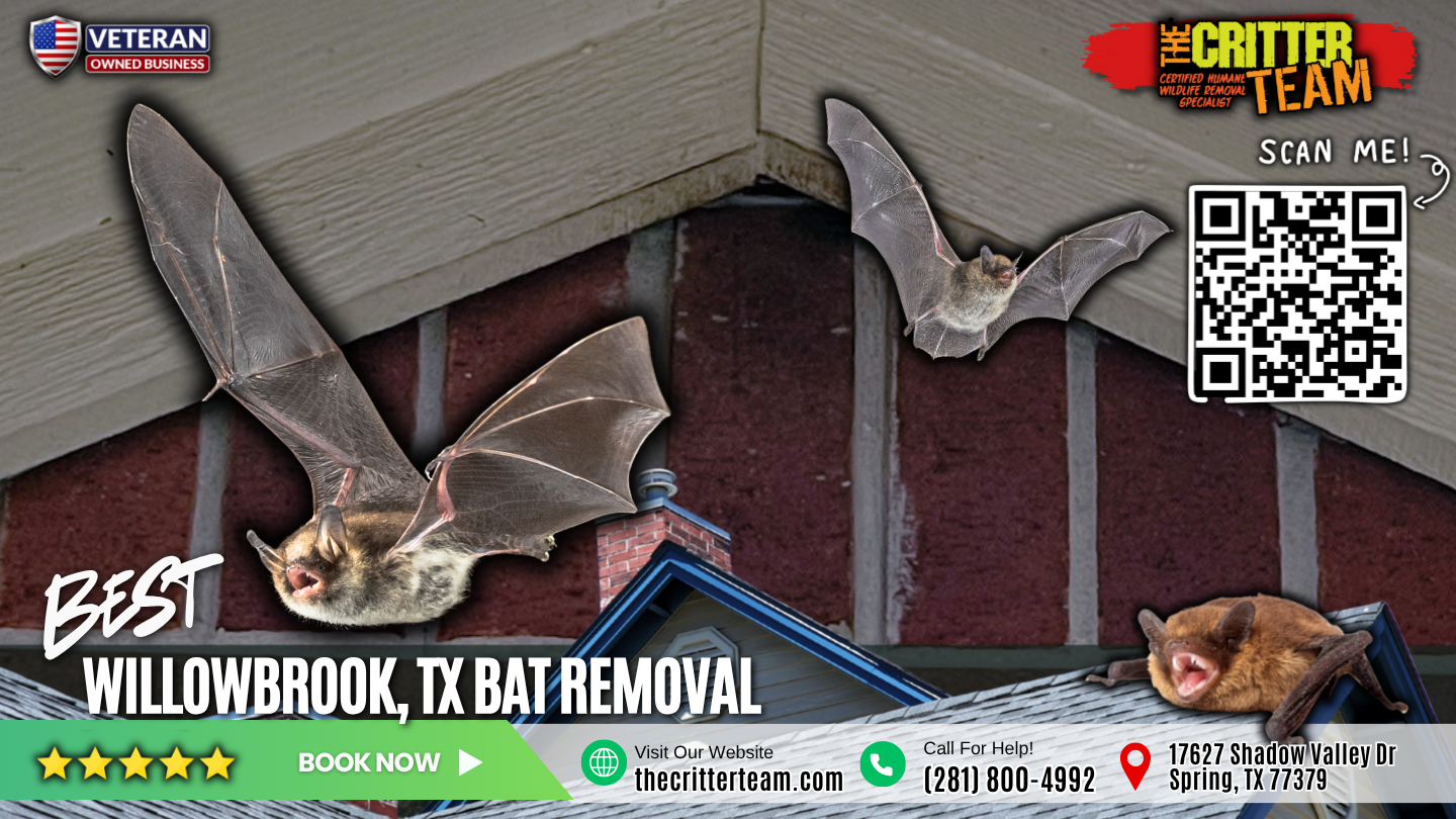 best bat removal in Willowbrook