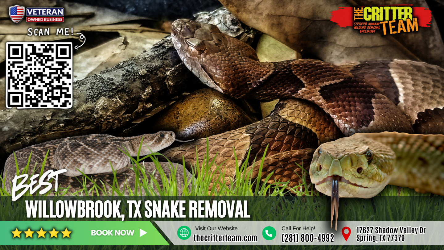 best snake removal in Willowbrook