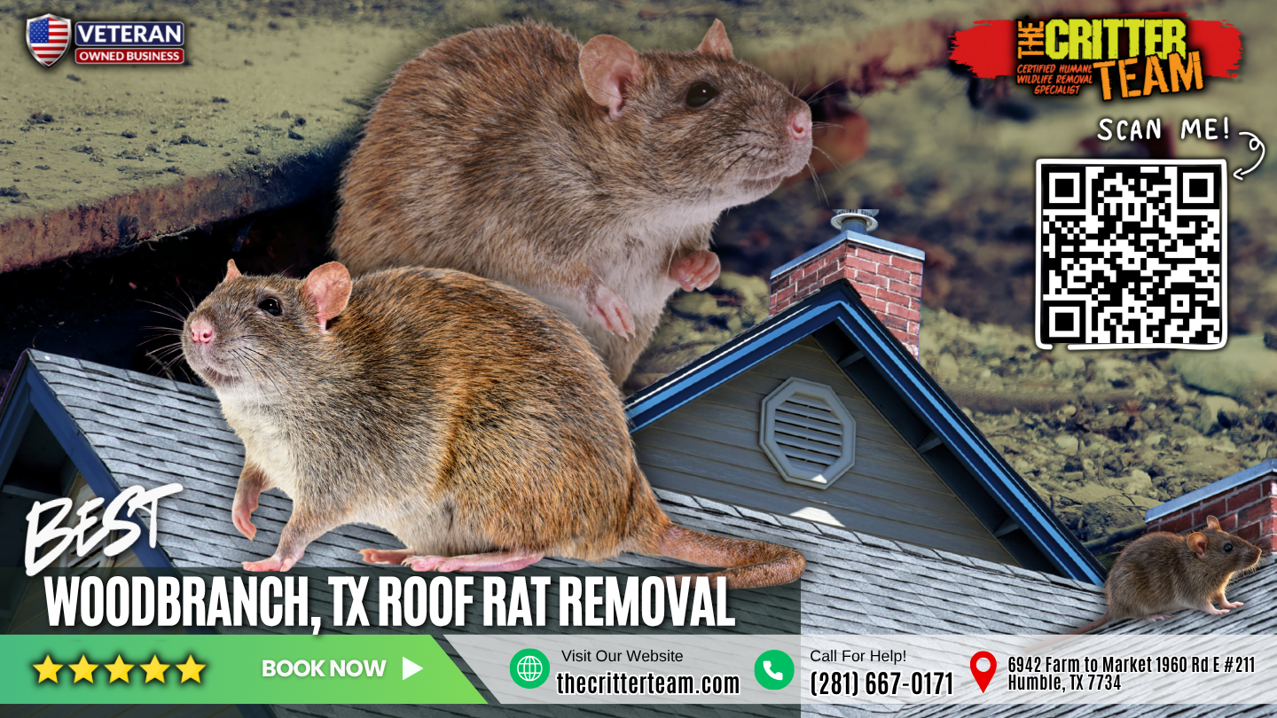 best roof rat removal in Woodbranch