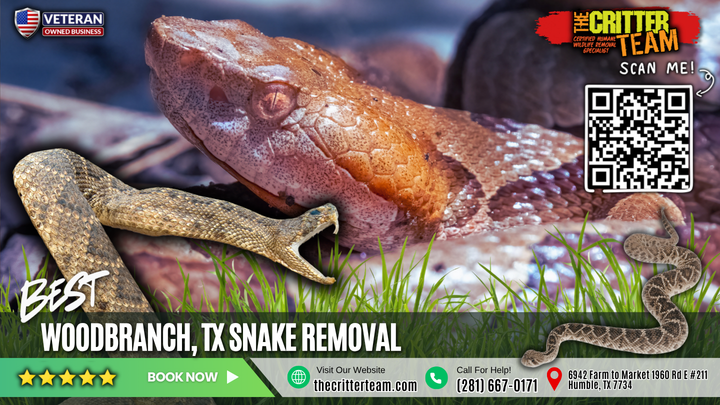 best snake removal in Woodbranch