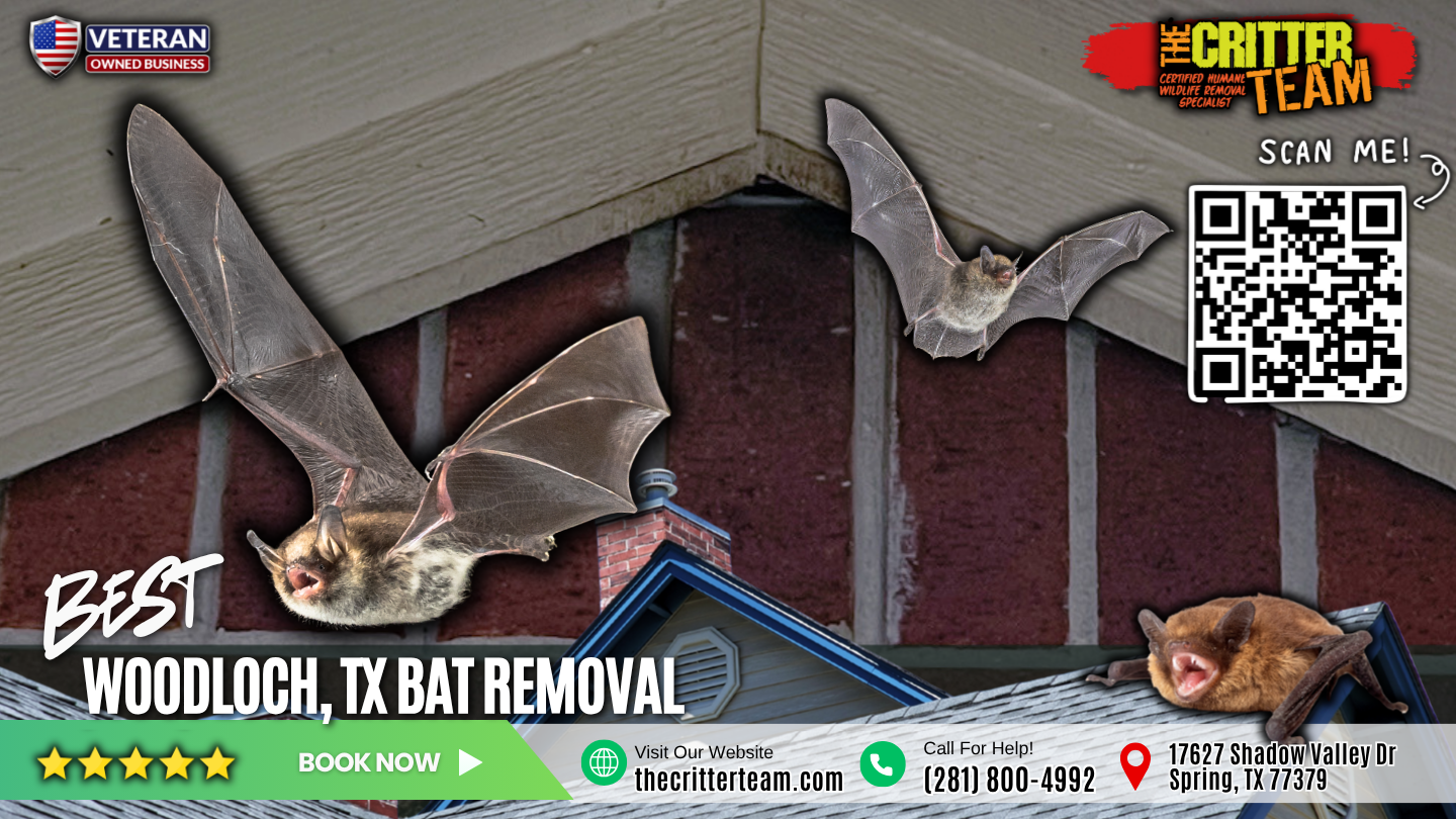 best bat removal in Woodloch