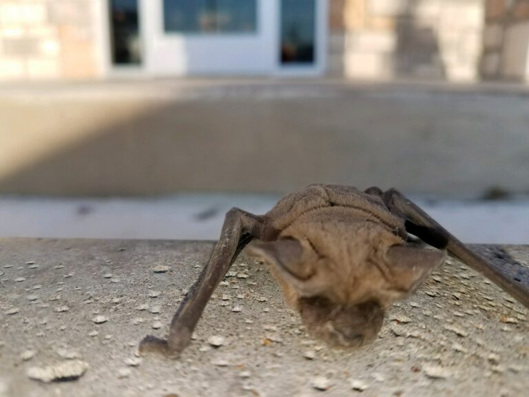 Houston Bat Removal Services The Critter Team (281) 6670171