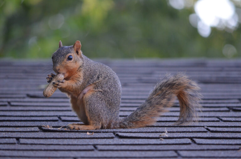 The Dangers of Having Squirrels in Your Attic The Critter Team (281