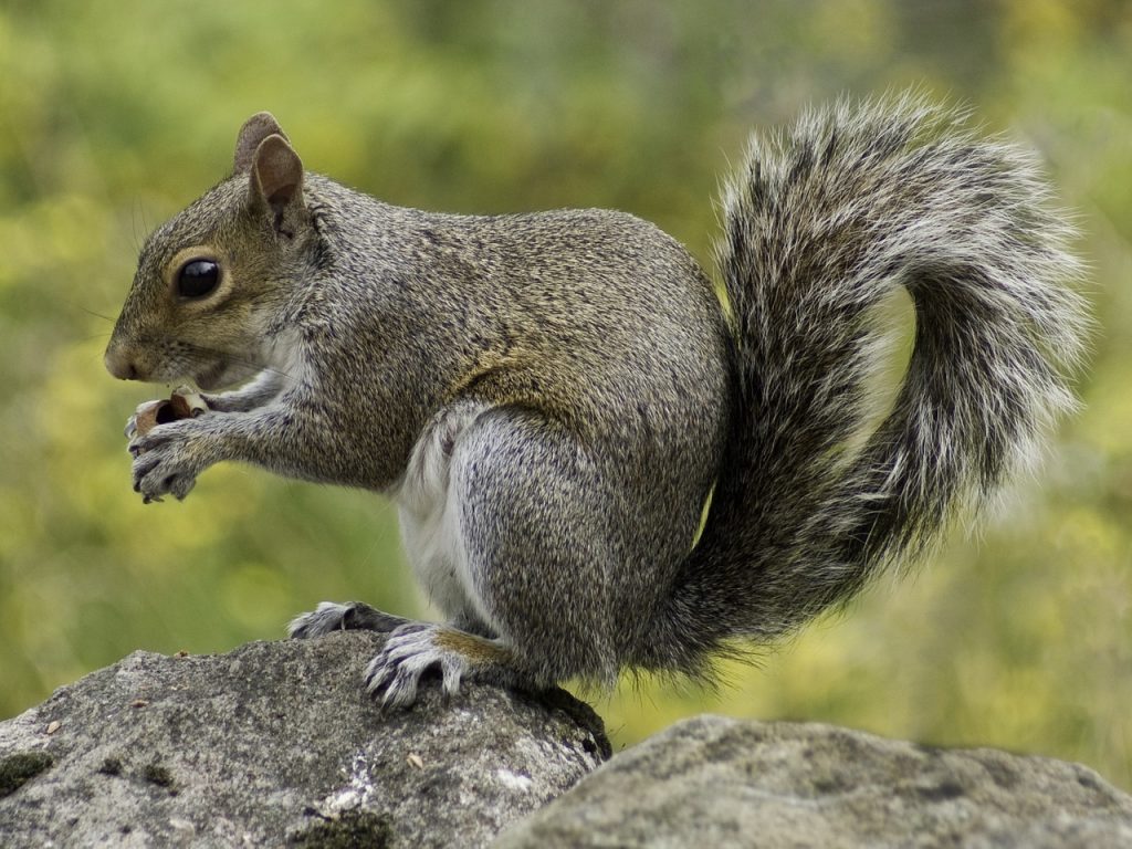 The hidden dangers of squirrels in your attic - Cross Timbers Gazette, Southern Denton County, Flower Mound