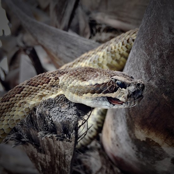 Rattlesnakes are looking for dens for the winter. Could they be in your yard?