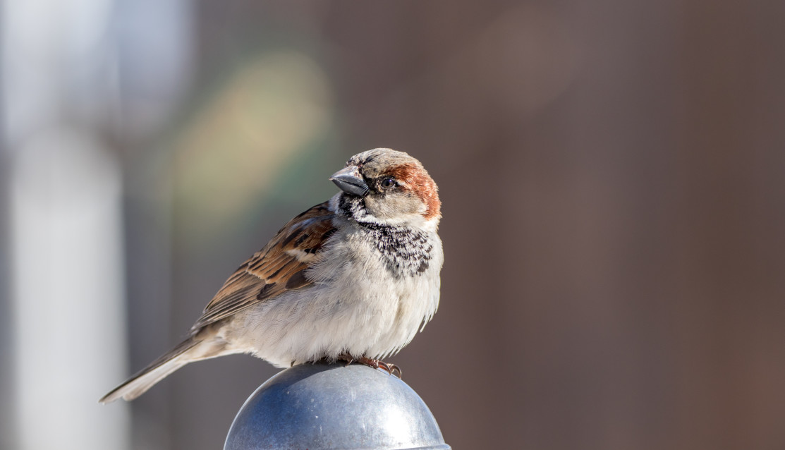 House Sparrows: The Invasive Species You Should Look Out For