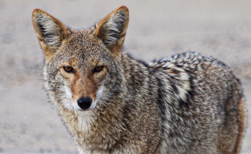 Urban Coyotes In Texas
