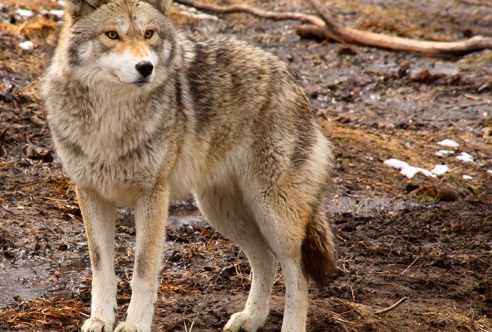 Sightings of Coyotes Still On The Rise