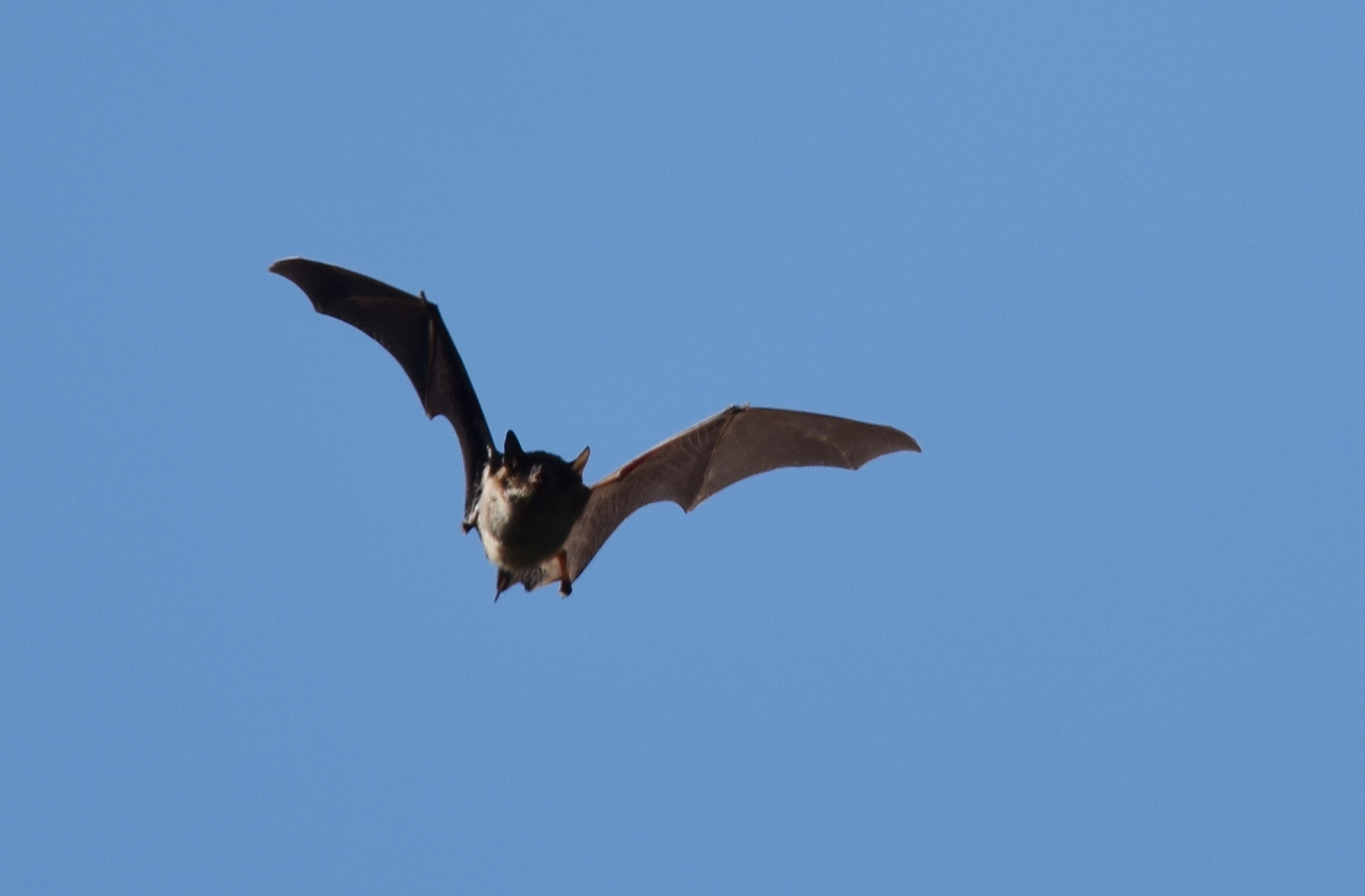 Wind Turbines Are One of the Biggest Threats to Bats