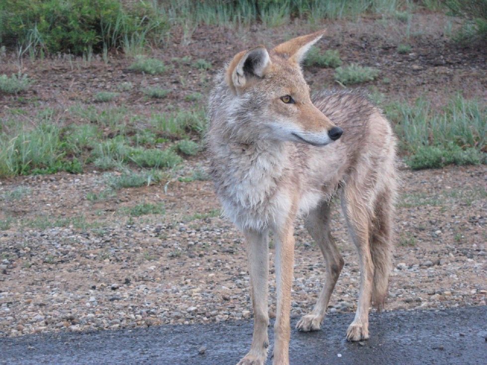 Coyote Mating Season Is Here - The Critter Team (281) 667-0171