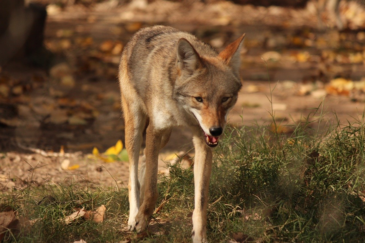 Coyote Mating Season Is Here