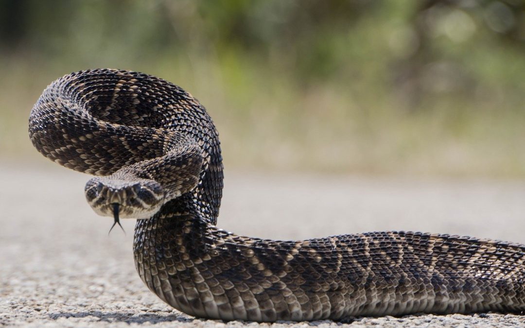 Warmer Weather Brings More Snakes Out