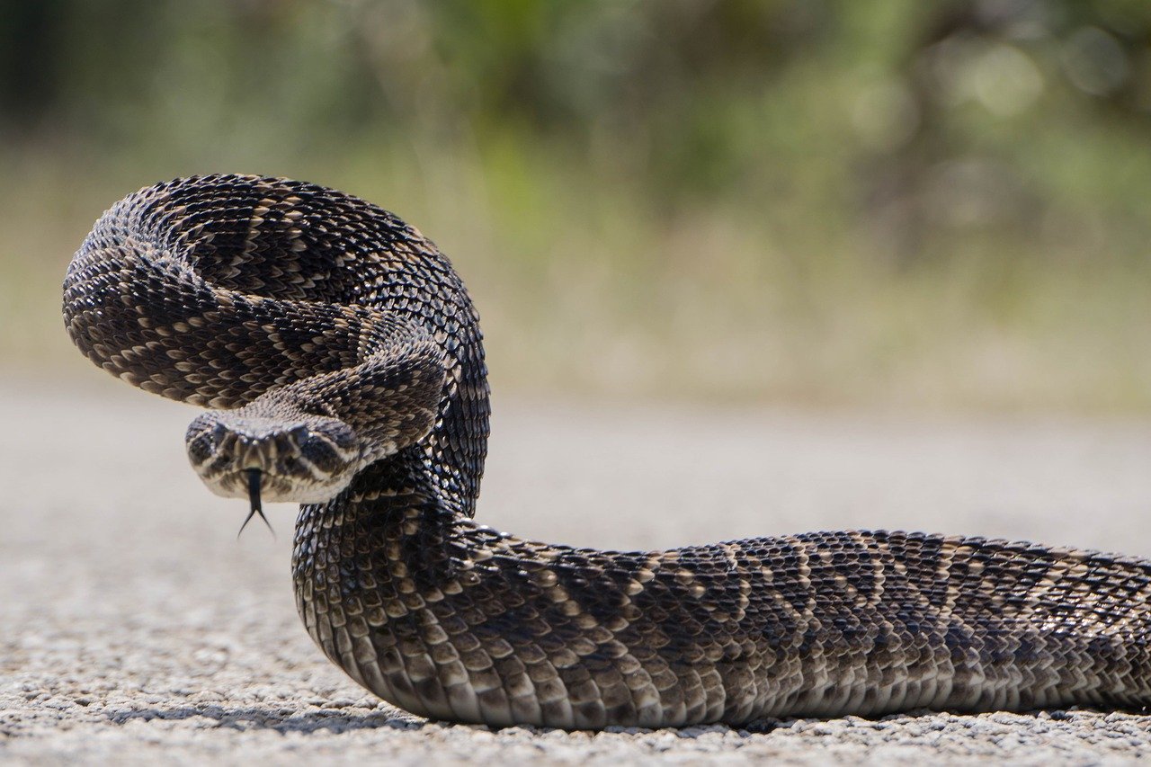 Warmer Weather Brings More Snakes Out