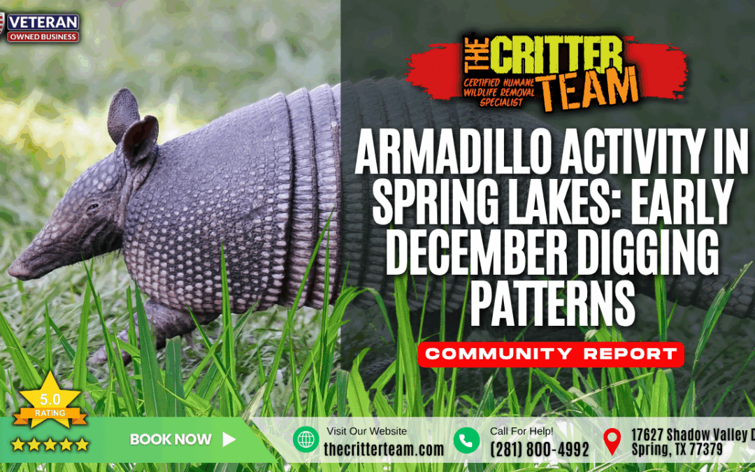 Armadillo Activity in Spring Lakes: Early December Digging Patterns