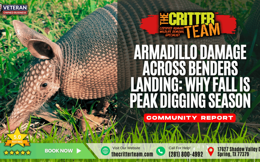 Armadillo Damage Across Benders Landing_ Why Fall is Peak Digging Season Spring, TX The Critter Team (281) 800-4992