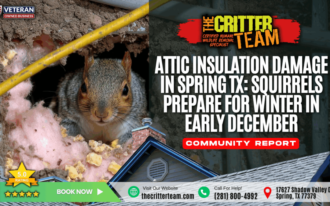 Attic Insulation Damage in Spring TX: Squirrels Prepare for Winter in Early December
