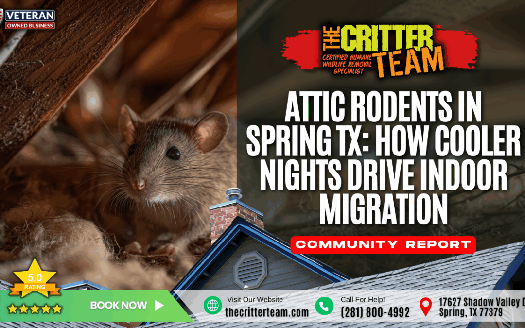 Attic Rodents in Spring TX_ How Cooler Nights Drive Indoor Migration Spring, TX The Critter Team (281) 800-4992