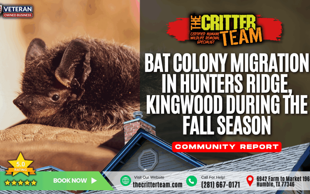 Bat Colony Migration in Hunters Ridge, Kingwood During the Fall Season