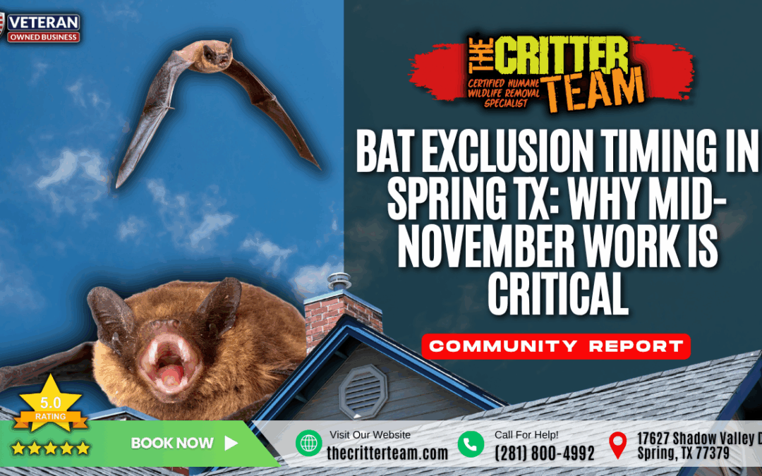 Bat Exclusion Timing in Spring TX: Why Mid-November Work Is Critical