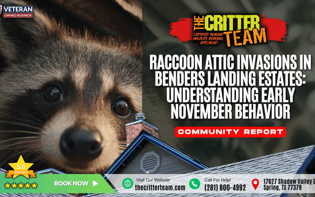 Raccoon Attic Invasions in Benders Landing Estates_ Understanding Early November Behavior Spring, TX The Critter Team (281) 800-4992
