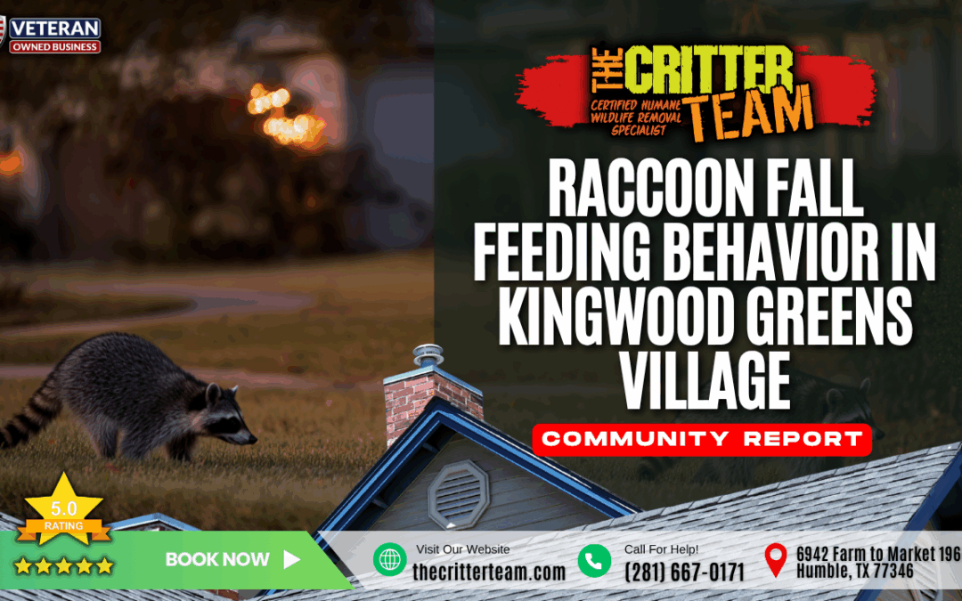 Raccoon Fall Feeding Behavior in Kingwood Greens Village