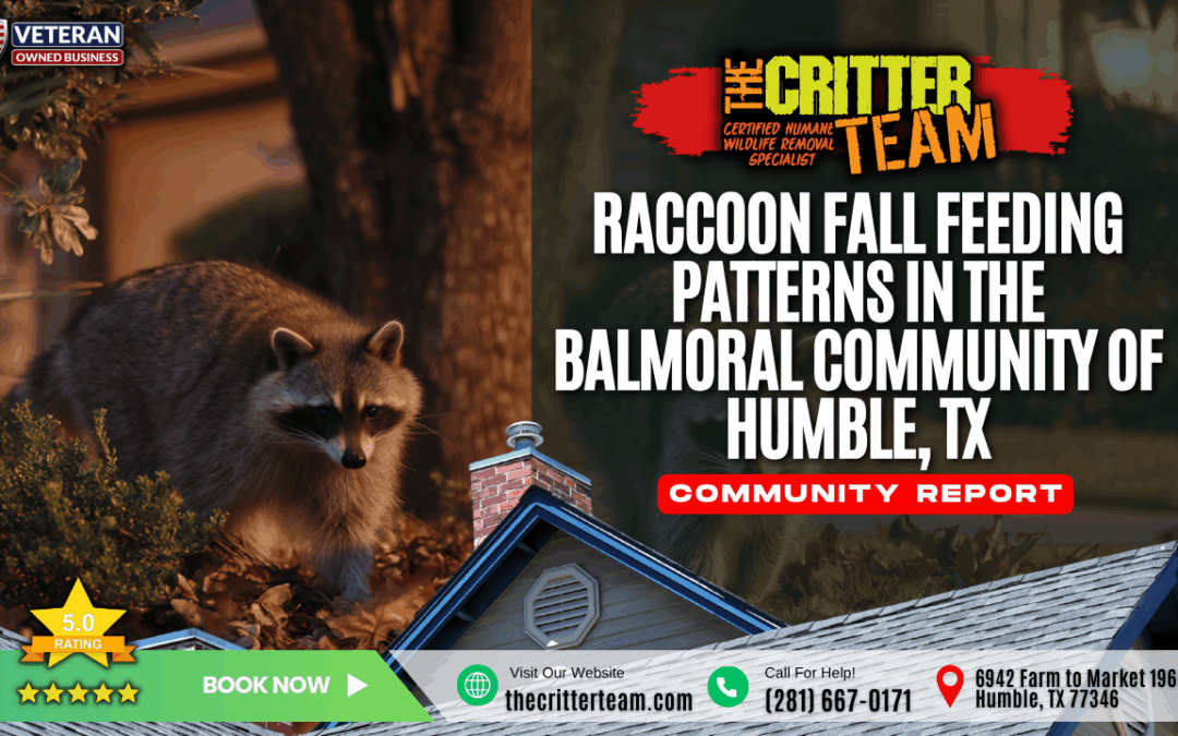 Raccoon Fall Feeding Patterns in the Balmoral Community of Humble, TX