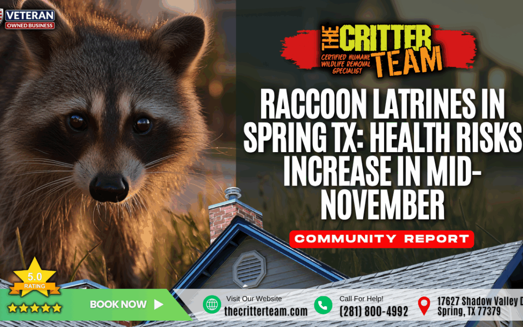 Raccoon Latrines in Spring TX: Health Risks Increase in Mid-November