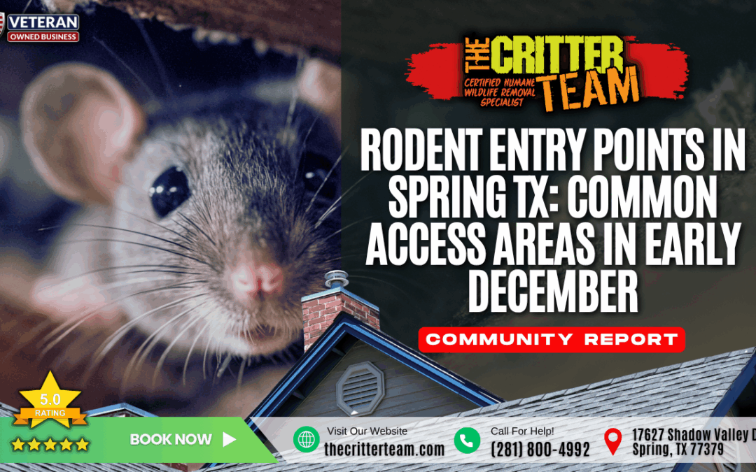 Rodent Entry Points in Spring TX: Common Access Areas in Early December