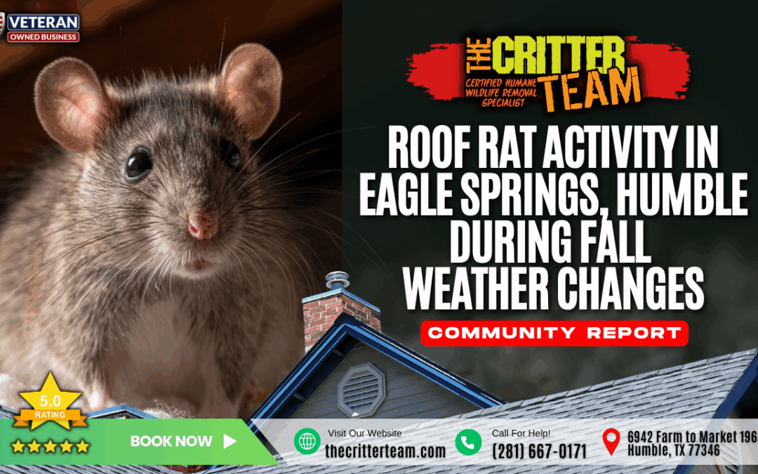 Roof Rat Activity in Eagle Springs, Humble During Fall Weather Changes