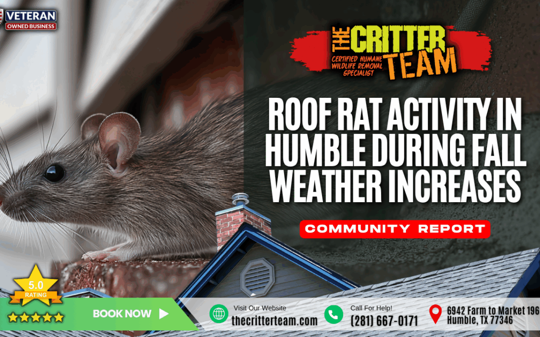 Roof Rat Activity in the City of Humble, TX During Fall Weather Increases