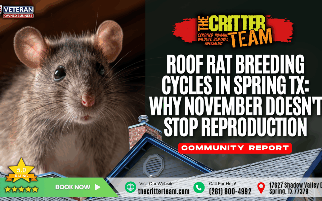 Roof Rat Breeding Cycles in Spring TX: Why November Doesn’t Stop Reproduction