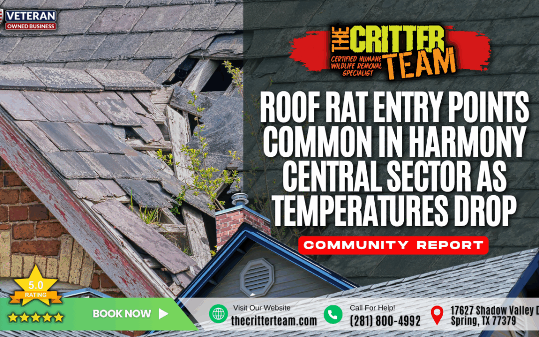 Roof Rat Entry Points Common in Harmony Central Sector as Temperatures Drop