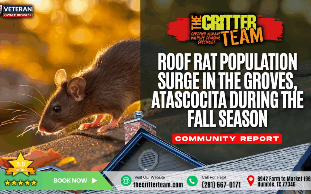 Roof Rat Population Surge in The Groves, Atascocita During the Fall Season