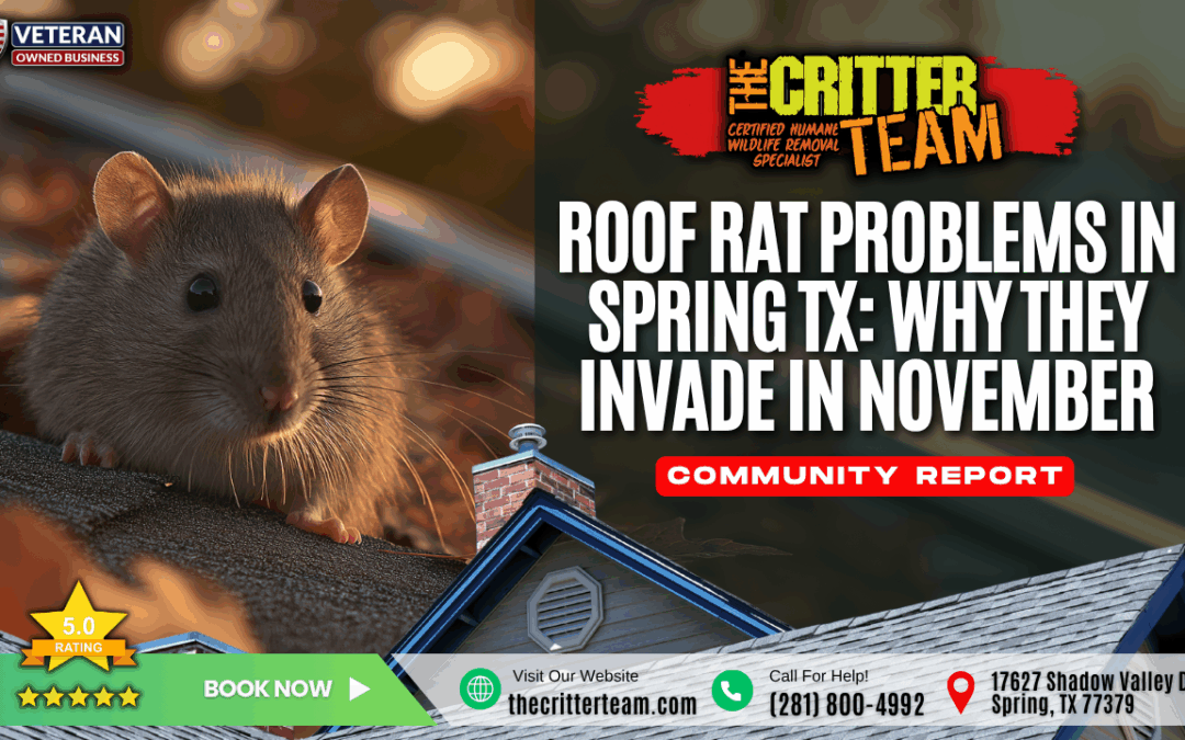 Roof Rat Problems in Spring TX: Why They Invade in November