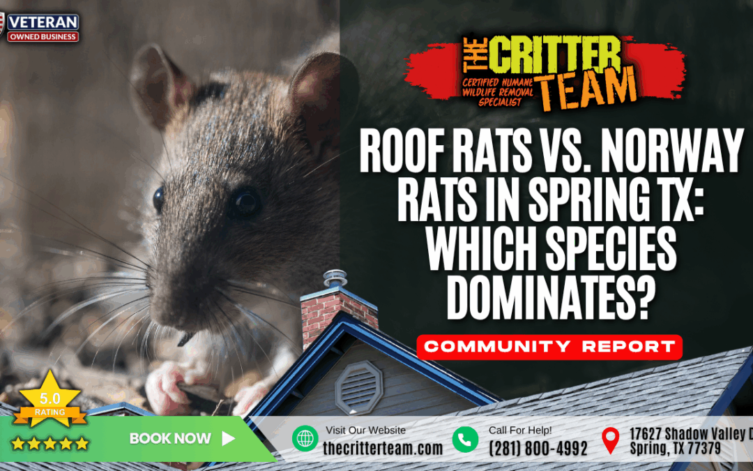 Roof Rats vs. Norway Rats in Spring TX: Which Species Dominates?