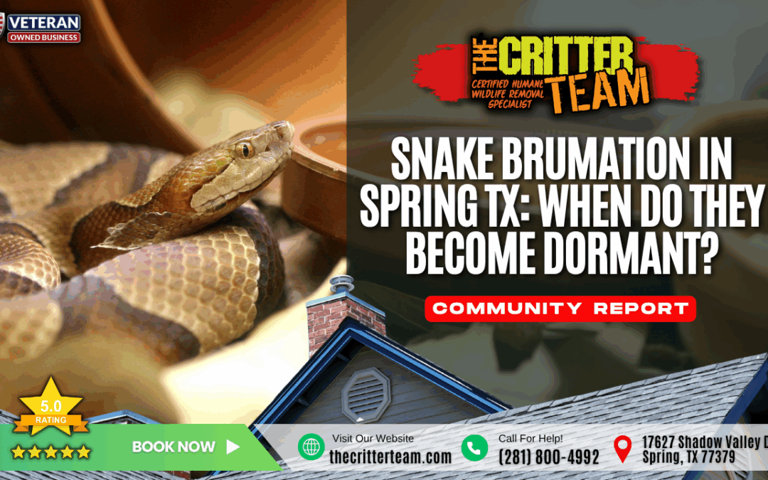 Snake Brumation in Spring TX: When Do They Become Dormant?