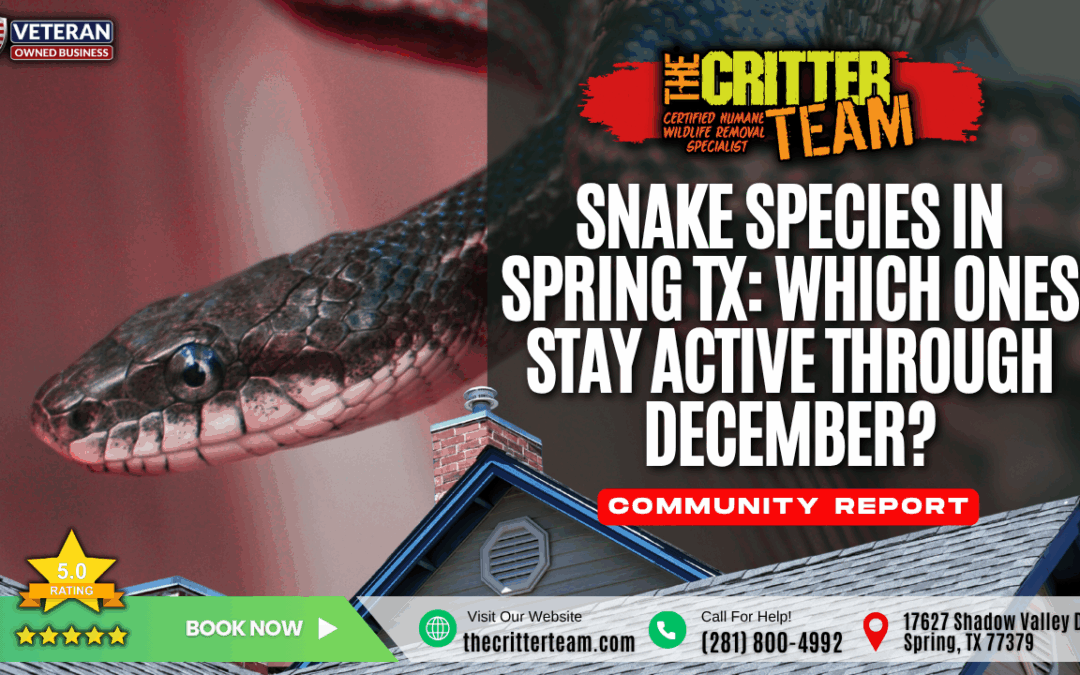 Snake Species in Spring TX: Which Ones Stay Active Through December?
