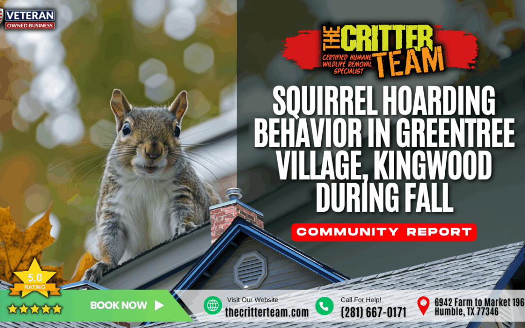 Squirrel Hoarding Behavior in Greentree Village, Kingwood During Fall