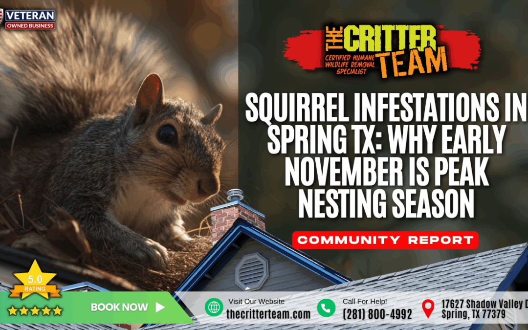 Squirrel Infestations in Spring TX_ Why Early November is Peak Nesting Season Spring, TX The Critter Team (281) 800-4992