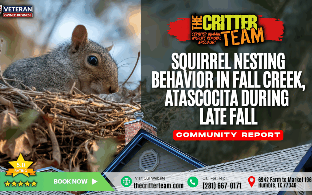 Squirrel Nesting Behavior in Fall Creek, Atascocita During Late Fall