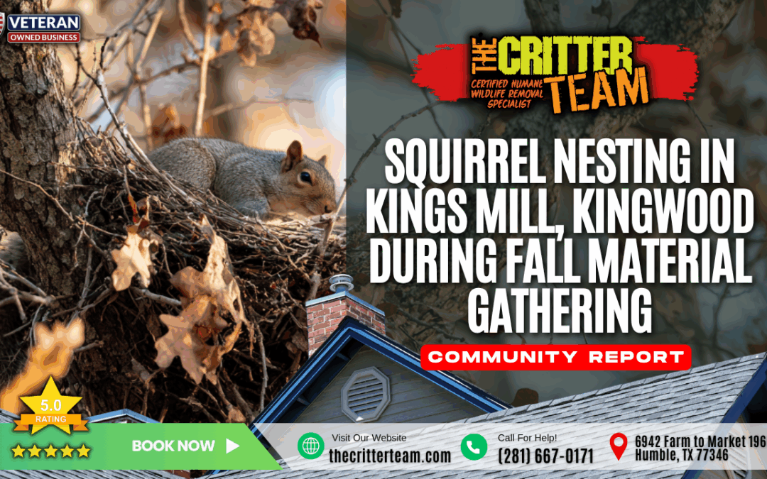 Squirrel Nesting in the Kings Mill Neighborhood of Kingwood, TX During Fall Material Gathering