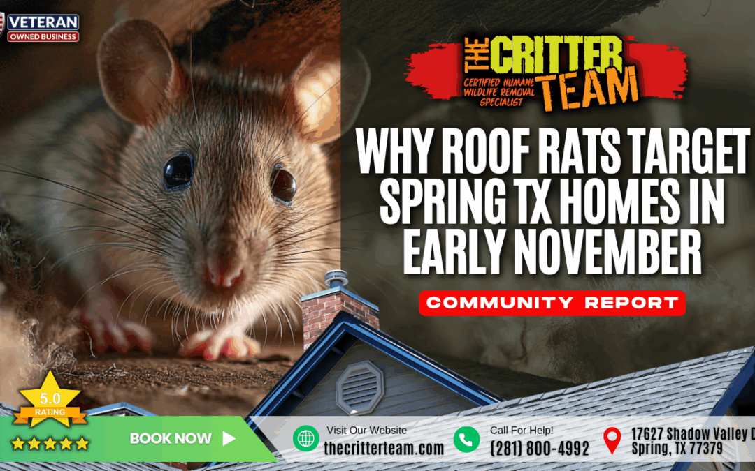 Why Roof Rats Target Spring TX Homes in Early November